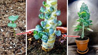 Growing Brussel Sprouts Plant From Seed Time Lapse (147 Days)