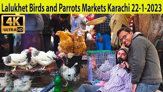 Lalukhet Exotic Bird Parrots Hen and Rooster Market 22-1-23 Karachi | Cocktails Finch Java Lovebirds