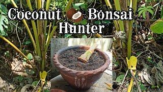 Coconut  Bonsai  Hunter || How To Prune/Trim || ZCatS TV 