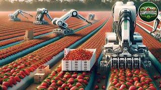 American Farmers Harvest Fruits at A Lightning Speed Using The Most Advanced Robots and Machinery