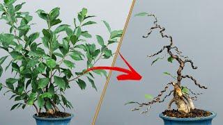 SHAPING a FICUS GINSENG AFDB