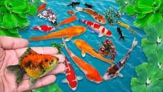 Serok ikan hias, ikan koi, ikan warna-warni, ikan mas hias, ikan komet, ikan gurami, kurakura brazil