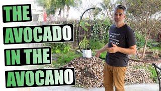 The Avocano - How to plant an Avocado tree in clay soil