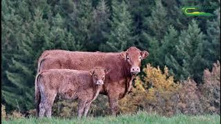 Join us in the next Teagasc Roscommon/Longford  Webinar on 13th December 2021 at 8pm