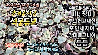 양재꽃시장 식물튜브 24년 12월 24일 입고영상 시청 하시면서 힐링타임되세요~ #양재꽃시장 #식물튜브 #월동 #관엽 #식물아빠