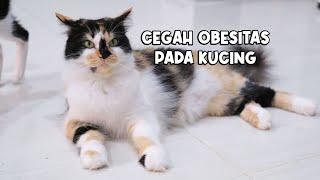 Cegah Obesitas Pada Kucing Yang Sudah Disteril