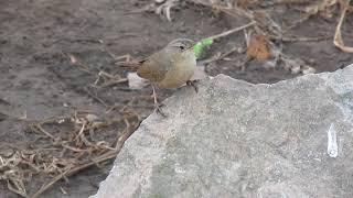 Troglodytes aedon "cucarachero"