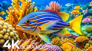 Under Red Sea 4K - Beautiful Coral Reef Fish in Aquarium, Sea Animals for Relaxation - 4K Video #2