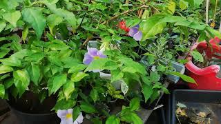 Тунбергия биколор эректа/ Tunbergia bicolor erecta