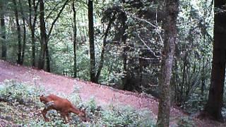 Wildbeobachtung in der Eifel