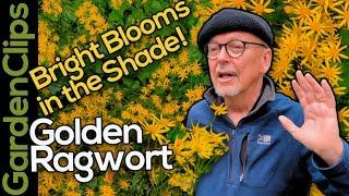 Golden Ragwort - Bright Yellow Blooms in the Shade - Packera aurea - A Native Plant Pollinators Love