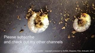 Lamprima adolphinae - Retrieval of larvas