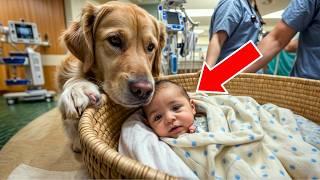 THE DOG RAN INTO THE HOSPITAL, AND THE NURSE WAS IN TEARS WHEN...