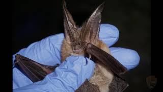 Bats in Lehman Caves