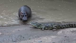 Crocodile vs Hippo : Who Would Win?