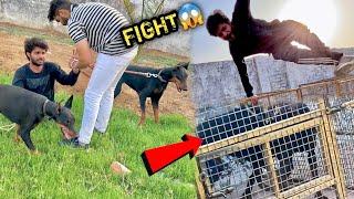 FARMHOUSE Pr EUROPEAN DOBERMAN Ko Shift Krte Hi Fight Ho Gyi 