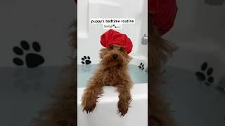 puppy’s daily bedtime routine  #shorts #puppy #asmr #asmrvideo #poodle #dog #doglover