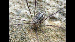A Priory, drugs and a long legged Harvestman