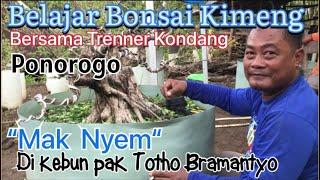 Belajar Bonsai Kimeng Bersama Trenner Kondang Ponorogo “Mak Nyem” Dikebun Pak Totho Bramantyo