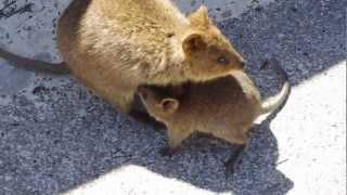 Quokka with baby