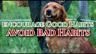 Dog Training is Avoiding Bad Habits and Encouraging Good Habits