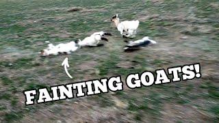 TANNER FLOWERS VERSUS FAINTING GOATS!