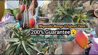 Miyazaki Mango 200% Guarantee plant available watch full Video| #greenlandnurseryindia