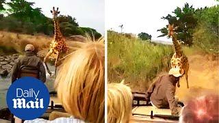 Angry giraffe chases tourists and overtakes car to block their path