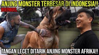 4NJ1NG MONSTER TERBESAR DI INDONESIA!! TANGAN LECET DITARIK ANJING MONSTER AFRIKA 88 GIANT DOG