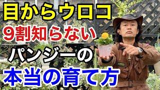 【実は】パンジーをビオラのように育てるのは間違ってます　　　【カーメン君】【園芸】【ガーデニング】【初心者】