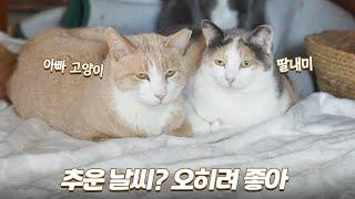 추운 겨울이 되면 고양이들 구조하길 잘했다는 생각이 들어요