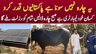 Dairy Farming Business in Pakistan | Dairy Farming Ma Red Napier Grass & Super Napier Grass
