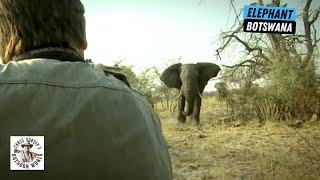 Best of Botswana Elephant Hunts!