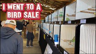 Auckland Bird Sale