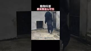 【动物科普】原来熊这么可怕，千万不要因为被他可爱的外表所迷惑！