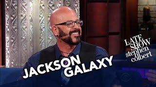 Cat Behaviorist Jackson Galaxy Converts Stephen Into A Cat Person