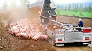 Farmers Use Farming Machines You've Never Seen - Incredible Ingenious Agriculture Inventions ▶3