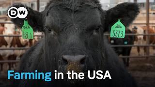 Agribusiness in the USA - The dark side of productivity and profitability | DW Documentary