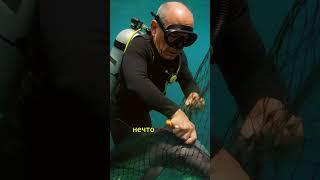 Почему дельфин ударил человека по спине? #shorts #факты #животные