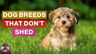 Top 10 Unusual Dog Breeds That Don’t Shed