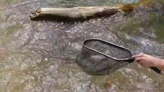 Brent McGuire Euro Nymphing a great wild fish. SW Mo Fly Fishers doing what we love! #swmoflyfishers