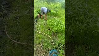 panen dan panen terus ini...kangkung family.