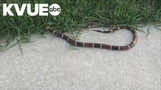 Spring brings more rattlesnake encounters in Texas