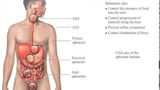 GI Sphincters