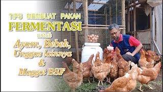Tips Komplit Fermentasi Pakan Untuk Ayam, Bebek & Memancing Maggot BSF