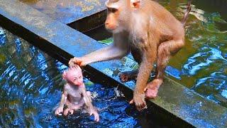 Primate monkey.../Please loves poor baby monkey.../Cute life baby.../Nice clip.../Netflix 168