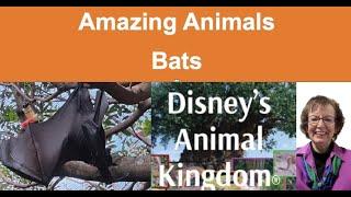 Amazing Animals of Disney's Animal Kingdom Bats