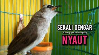 trucukan gacor ROPEL PANJANG pancingan trucukan agar bunyi JADIKAN burung trucuk gacor NYAUT