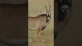 Savage Precision: Impact Shot on Roan Antelope