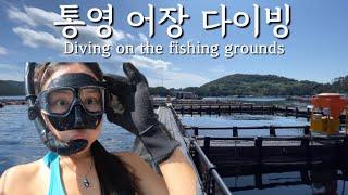 ENG) 통영 어장에서 프리다이빙 해보신 분? Diving on the fish farm #통영 #프리다이빙 #스노쿨링